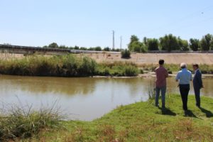 Lee más sobre el artículo Finalizan las obras del corredor ecológico en el encauzamiento del río Guadaíra, que une Sevilla con Dos Hermanas