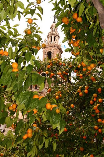 En este momento estás viendo De naranjas de Sevilla a electricidad