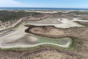 Lee más sobre el artículo La sequía y la sobreexplotación de los acuíferos secan la última laguna permanente de Doñana