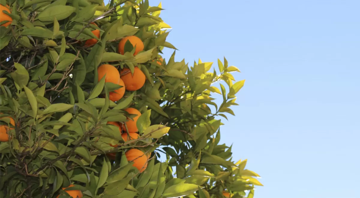 En este momento estás viendo Aumenta en más de un 50% los kilos de naranjas recogidos respecto al año pasado hasta la fecha