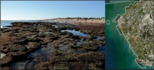 Lee más sobre el artículo Descubierta la Doñana de hace 130.000 años en las costas de Cádiz