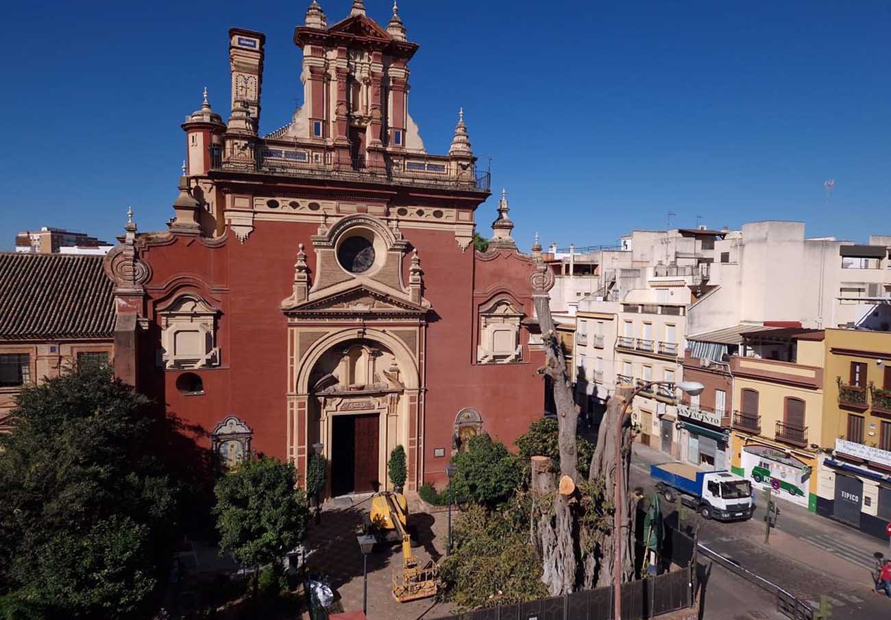 En este momento estás viendo El Ayuntamiento afirma que el riego comunitario sin control puede afectar al Ficus de San Jacinto