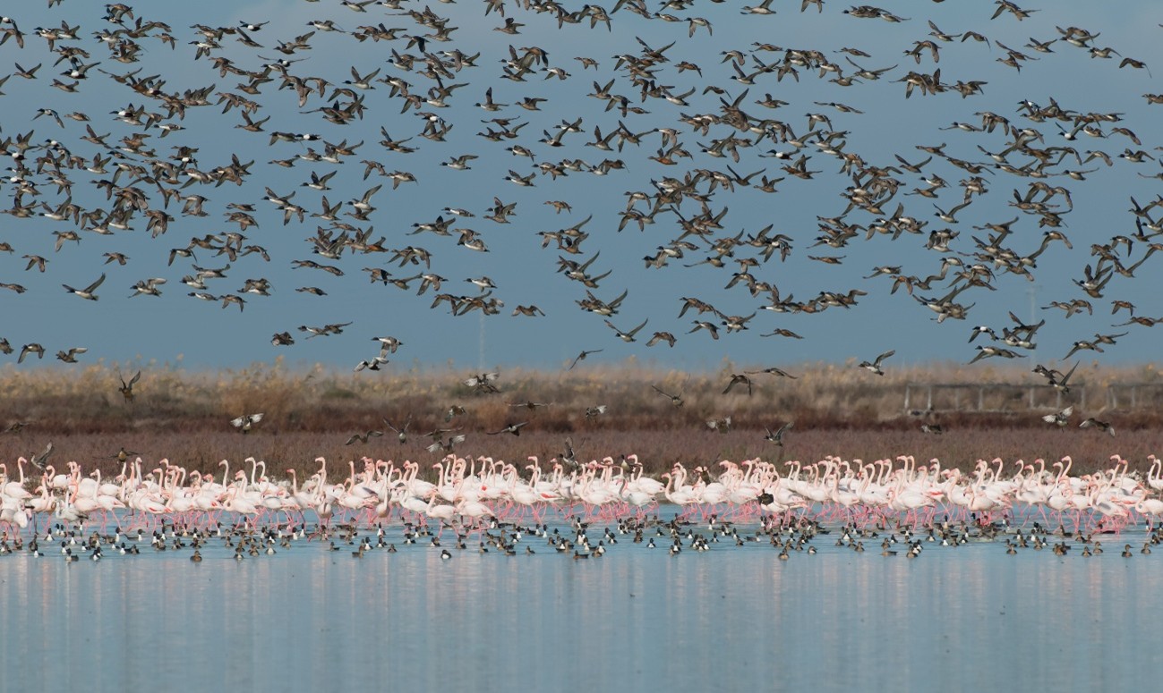 La invernada de aves en Doñana repunta en 2026 tras años de mínimos históricos, aunque la cifras siguen por debajo de la media