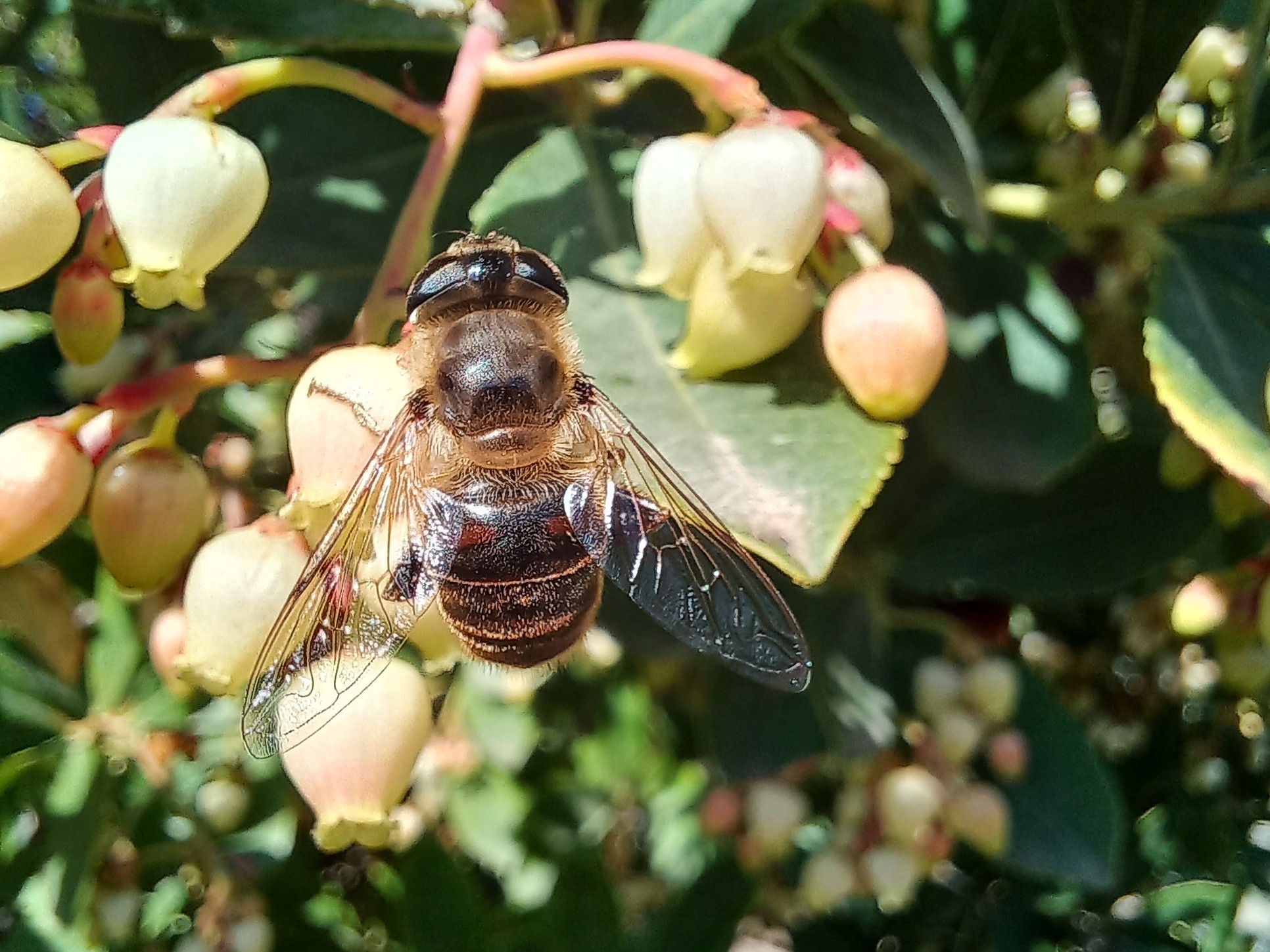 Los parques de la ciudad de Sevilla acogen hasta 155 especies de insectos polinizadores 