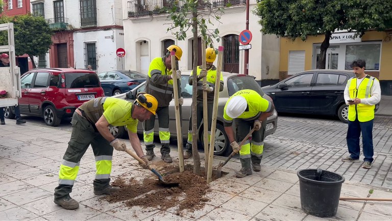 Más de 700 nuevos árboles y palmeras en Triana